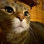 Twinkie is registered to the contest to win money with this photo: animal, cat, close_up, cozy, curious, domestic, ears, eyes, feline, fur, house, indoor, muzzle, nose, pet, portrait, tabby, warm_lighting, whiskers, wooden_wall