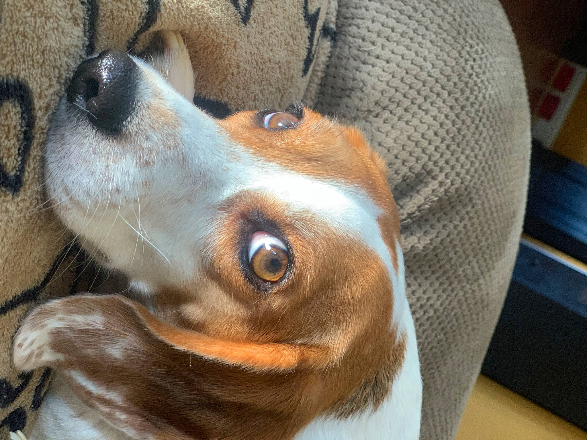Stinky joined the competition — help win amazing prizes! basset_hound, beagle, canidae, carnivore, collar, companion_dog, dog, dog_breed, ear, fawn, finnish_hound, fur, head, hound, liver, scent_hound, snout, sporting_group, whiskers, working_animal