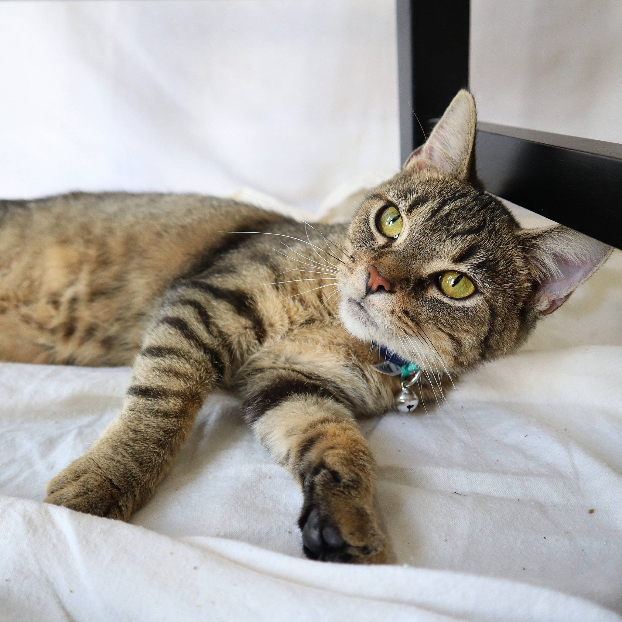 Birdie is registered to the contest to win money with this photo: carnivore, cat, claw, comfort, domestic_short_haired_cat, eye, felidae, fur, paw, small_to_medium_sized_cats, snout, terrestrial_animal, vertebrate, whiskers