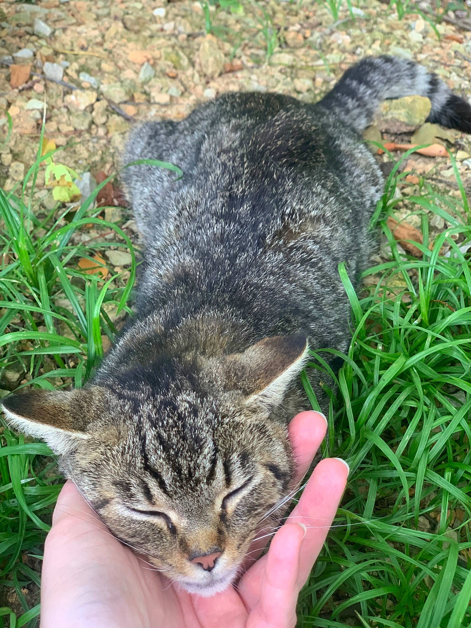 Birdie is registered to the contest to win money with this photo: carnivore, cat, domestic_short_haired_cat, felidae, fur, grass, groundcover, herb, paw, plant, small_to_medium_sized_cats, snout, tail, terrestrial_animal, whiskers, wildlife