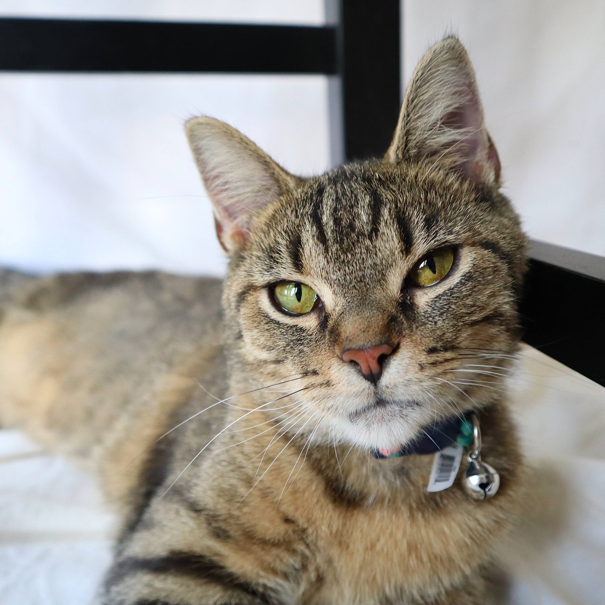 Birdie is registered to the contest to win money with this photo: carnivore, cat, domestic_short_haired_cat, felidae, fur, small_to_medium_sized_cats, snout, terrestrial_animal, whiskers