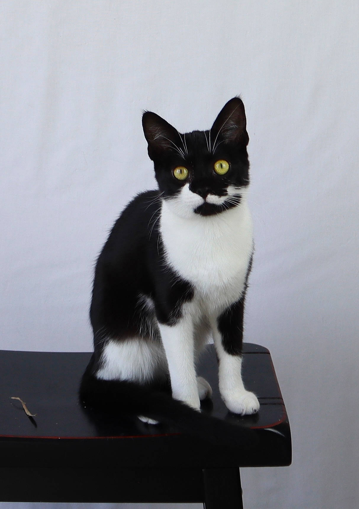 Moo joined the competition — help win amazing prizes! black_cat, carnivore, cat, domestic_short_haired_cat, eye, felidae, fur, paw, rectangle, small_to_medium_sized_cats, snout, tail, whiskers