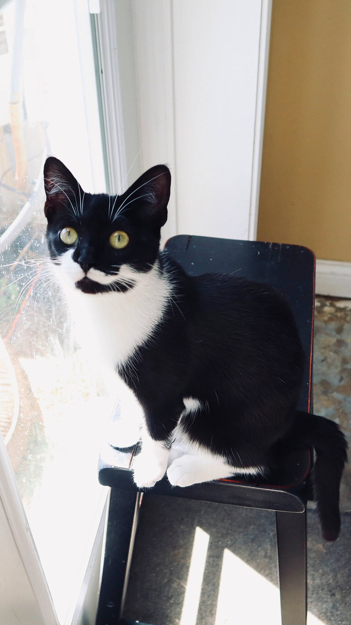 Moo joined the competition — help win amazing prizes! box, carnivore, cat, chair, comfort, domestic_short_haired_cat, felidae, flooring, fur, monochrome_photography, sitting, small_to_medium_sized_cats, snout, stairs, tail, whiskers, window