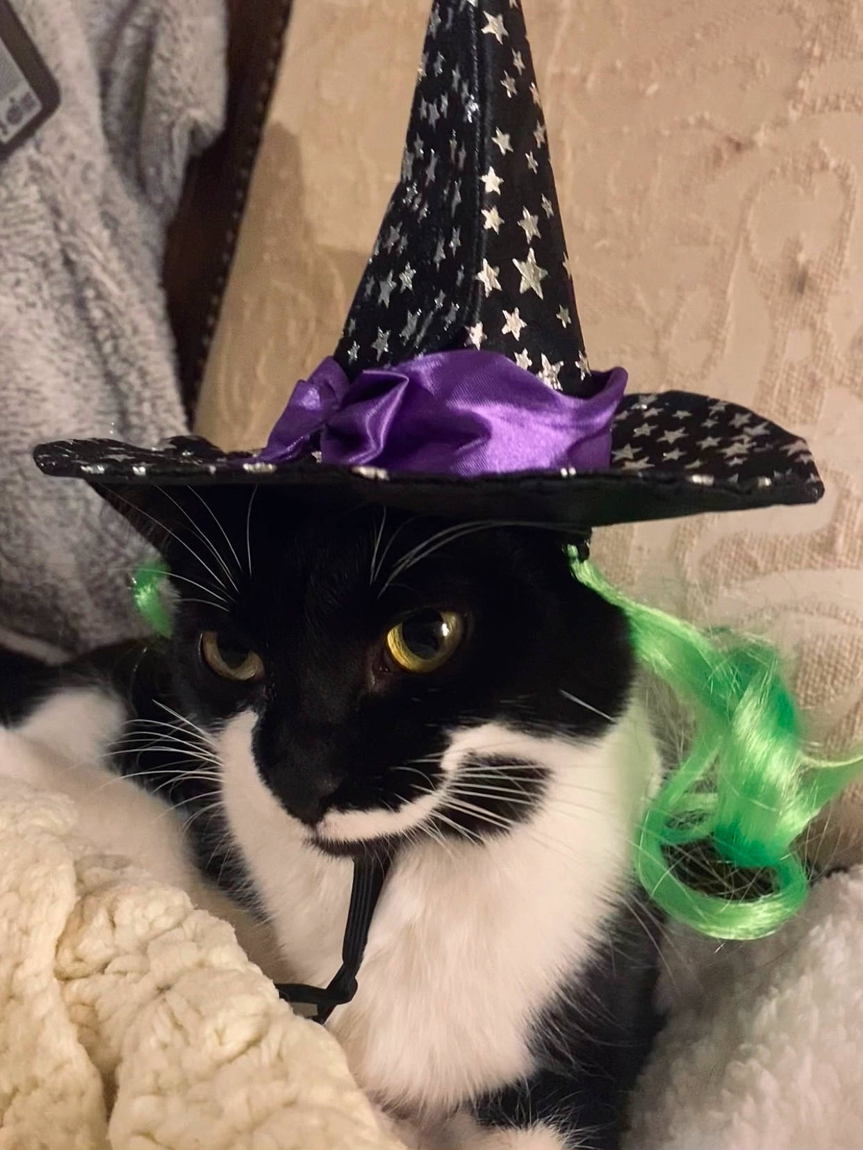 Moo is registered to the contest to win money with this photo: cap, carnivore, cat, cone, costume_accessory, costume_hat, cowboy_hat, event, fashion_accessory, fedora, felidae, fur, hat, party_hat, small_to_medium_sized_cats, sun_hat, tail, vertebrate, whiskers, witch_hat