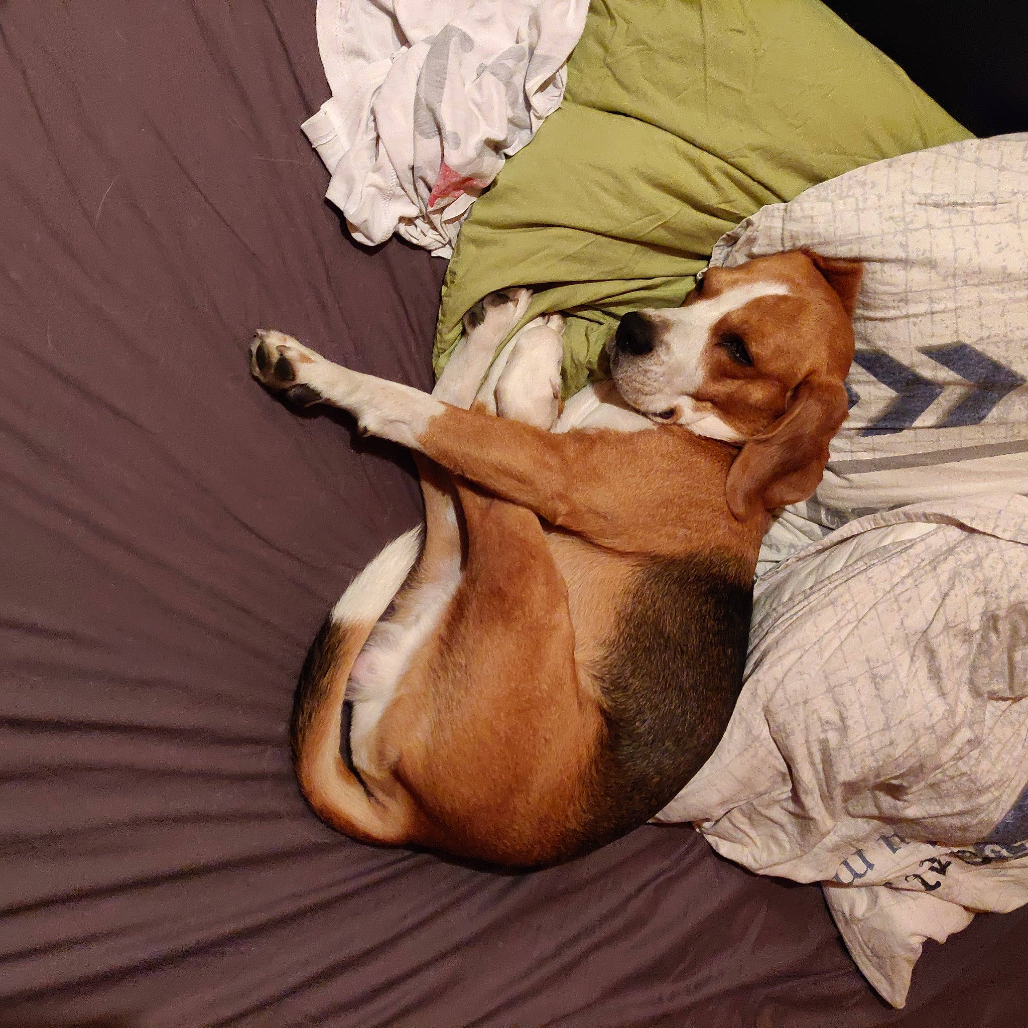 Marius a rejoint le concours — aidez-le/la à gagner de superbes lots ! art, bedding, canidae, carnivore, comfort, companion_dog, dog, dog_breed, fawn, felidae, hound, linens, liver, nap, paw, sighthound, sleep, sporting_group, wood, working_animal