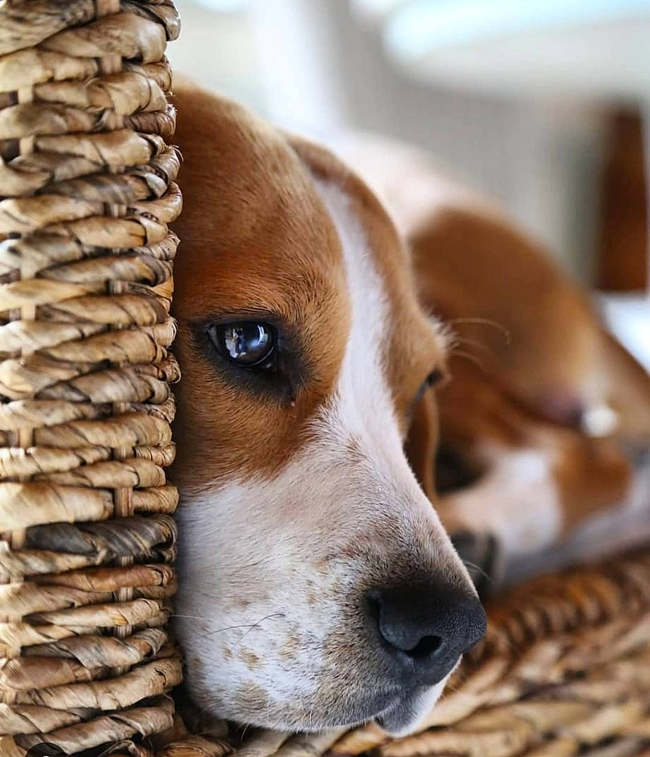 Marius a rejoint le concours — aidez-le/la à gagner de superbes lots ! canidae, carnivore, collar, comfort, companion_dog, dog, dog_breed, fawn, fur, hunting_dog, liver, pet_supply, puppy, scent_hound, snout, terrestrial_animal, whiskers, wood, working_animal