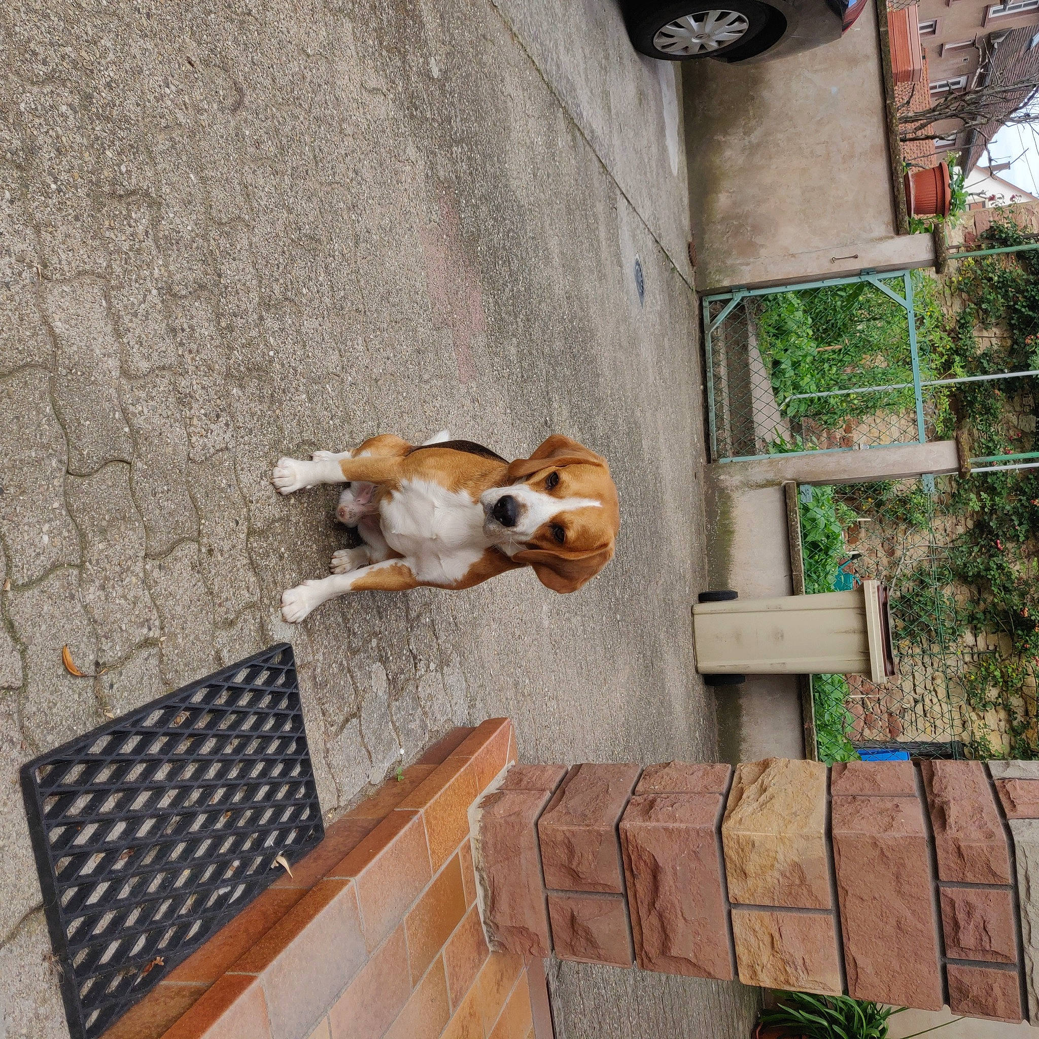 Marius participe au concours pour gagner de l'argent avec cette photo : brick, canidae, carnivore, companion_dog, dog, dog_breed, dog_supply, door, fawn, flooring, hardwood, outdoor_furniture, pet_supply, plant, sporting_group, tail, tree, wheel, window, wood