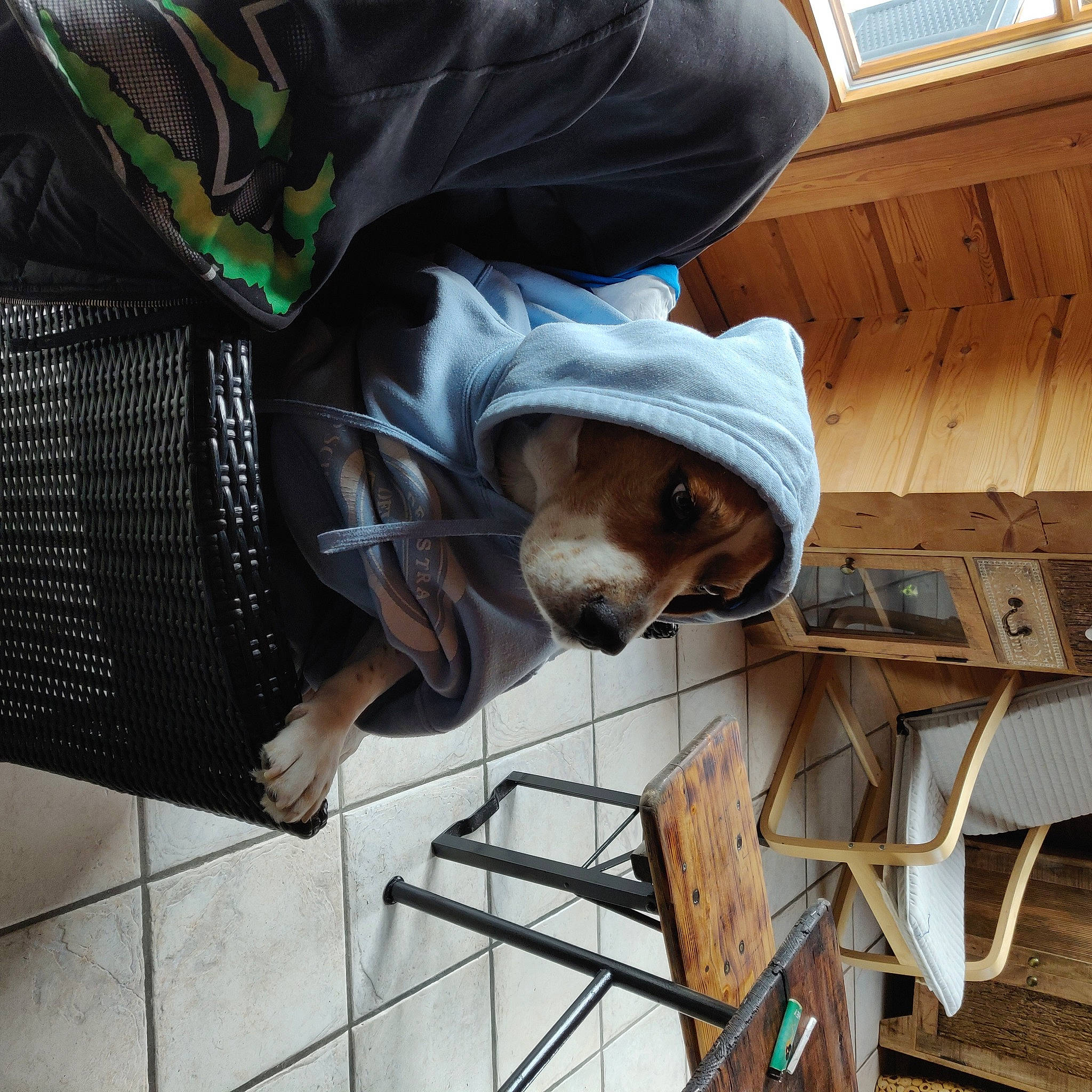 Igon a rejoint le concours — aidez-le/la à gagner de superbes lots ! comfort, companion_dog, flooring, fur, hardwood, hat, sleeve, sporting_group, sunglasses, wood