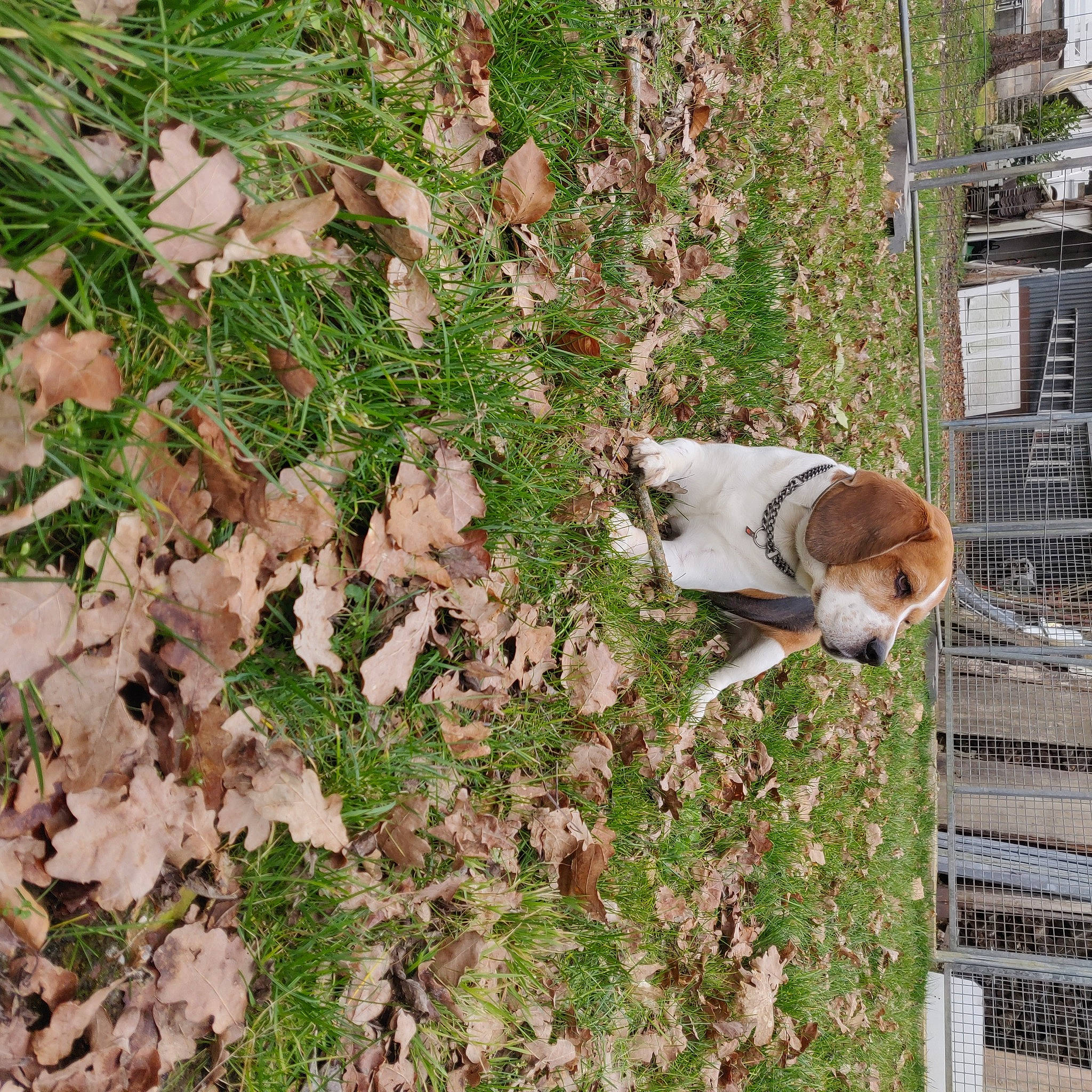 Igon a rejoint le concours — aidez-le/la à gagner de superbes lots ! annual_plant, brick, canidae, carnivore, collar, companion_dog, deciduous, dog, dog_breed, fawn, fur, grass, groundcover, plant, shrub, soil, sporting_group, tail, tree, wood