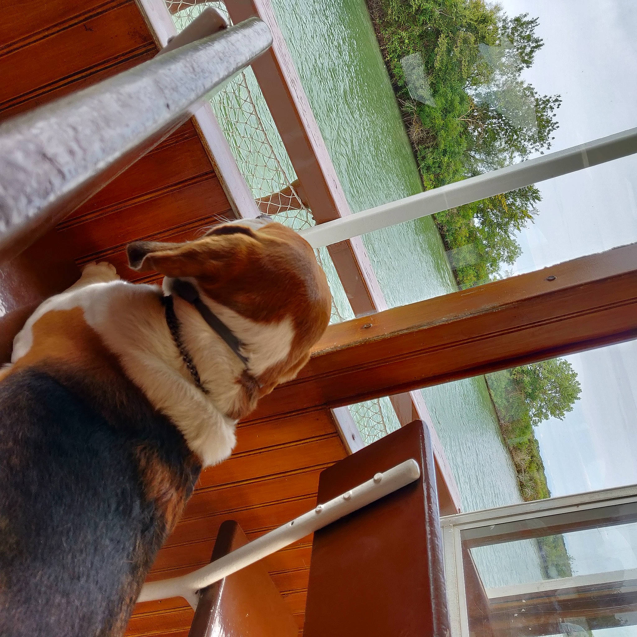 Igon participe au concours pour gagner de l'argent avec cette photo : carnivore, collar, comfort, companion_dog, dog, dog_breed, dog_collar, fawn, hardwood, pet_supply, room, sky, snout, sporting_group, tail, tree, window, wood, wood_stain, working_animal