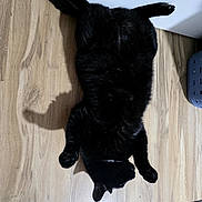 Bean joined the competition — help win amazing prizes! black_cat, cat, pet, animal, indoor, floor, wooden_floor, relaxed, lying_down, belly_up, shadow, fur, whiskers, domestic_cat, cute, sleeping, home, mammal, animal_portrait, cozy