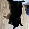 black_cat, cat, pet, animal, indoor, floor, wooden_floor, relaxed, lying_down, belly_up, shadow, fur, whiskers, domestic_cat, cute, sleeping, home, mammal, animal_portrait, cozy