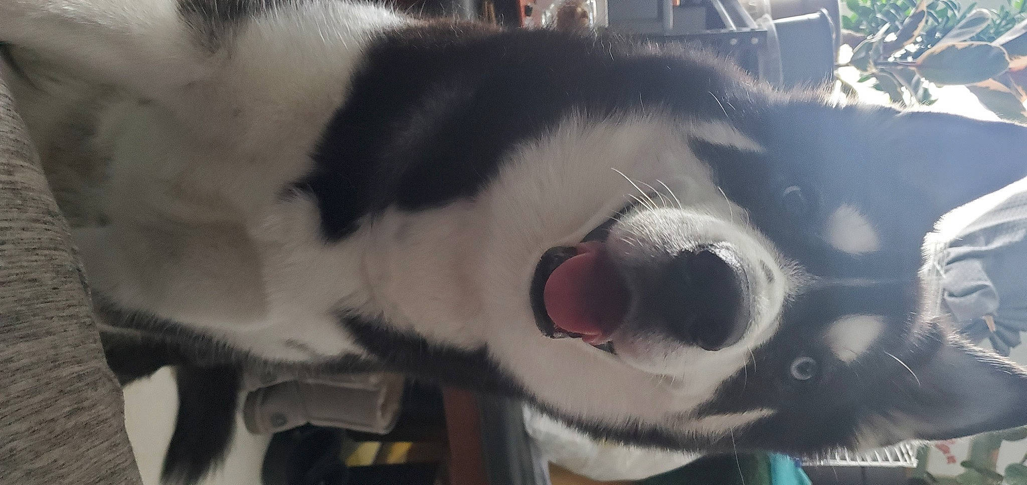 Zeke