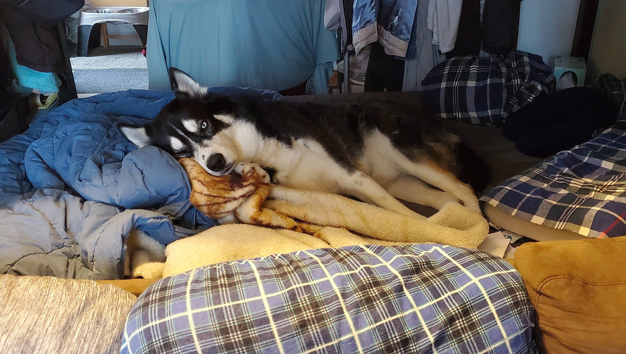 Zeke joined the competition — help win amazing prizes! canidae, carnivore, comfort, companion_dog, dog, dog_breed, felidae, fur, linens, pattern, plaid, recreation, siberian_husky, sled_dog, small_to_medium_sized_cats, sporting_group, tartan, textile, working_animal, working_dog