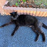 Jazz participe au concours pour gagner de l'argent avec cette photo : black_cat, cat, animal, pet, outdoor, pavement, garden, plants, leaves, brick_border, relaxed, lying_down, feline, nature, sunlight, texture, curious, wildlife, closeup, daylight