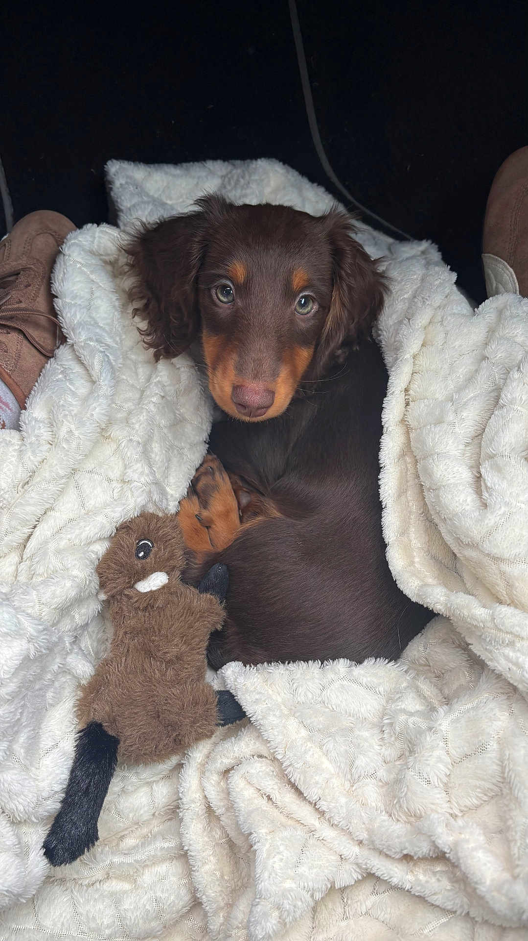 Marius a rejoint le concours — aidez-le/la à gagner de superbes lots ! blanket, brown_dog, companion, cozy, cute, dog, fur, home, indoor, paw, pet, plush_toy, puppy, resting, shoe, sleeping, snuggle, soft_texture, stuffed_toy, white_blanket