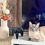 Titou participe au concours pour gagner de l'argent avec cette photo : cat, blue_eyes, table, game_controller, vase, dried_flowers, decor, electronics, living_room, furniture, indoor, pet, relaxed, white, black, beige, fur, close_up, resting, houseplant