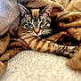 cat, tabby, blue_eyes, blanket, cozy, stretching, fur, whiskers, indoor, pet, animal, comfort, relaxation, brown, soft_texture, close_up, feline, cute, resting, warm