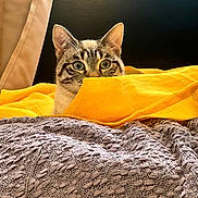 Titou participe au concours pour gagner de l'argent avec cette photo : cat, curious, peeking, yellow_cloth, blanket, gray_blanket, indoor, pet, feline, texture, cozy, soft, ears, eyes, resting, comfort, home, animal, cute, closeup