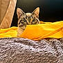 cat, curious, peeking, yellow_cloth, blanket, gray_blanket, indoor, pet, feline, texture, cozy, soft, ears, eyes, resting, comfort, home, animal, cute, closeup