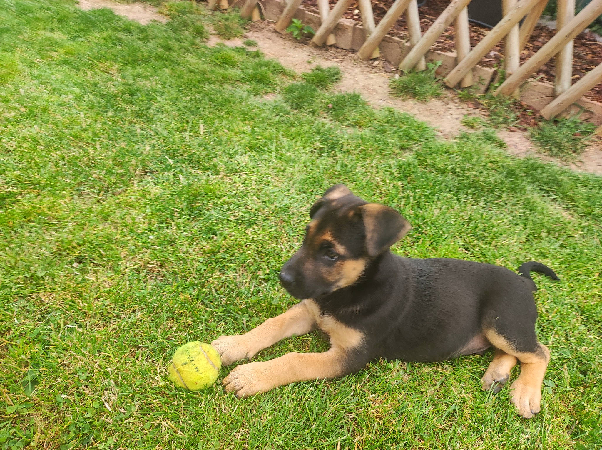 Tayzon a rejoint le concours — aidez-le/la à gagner de superbes lots ! ball, canidae, carnivore, companion_dog, dog, dog_breed, fawn, fence, grass, grassland, guard_dog, herding_dog, home_fencing, lawn, paw, plant, snout, sporting_group, tennis_ball, working_dog