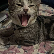 Sky is registered to the contest to win money with this photo: cat, tabby, yawning, pet, animal, feline, indoor, bed, floral_bedspread, resting, cute, whiskers, ears, tongue, mouth_open, fur, collar, sleepy, closeup, domestic_cat