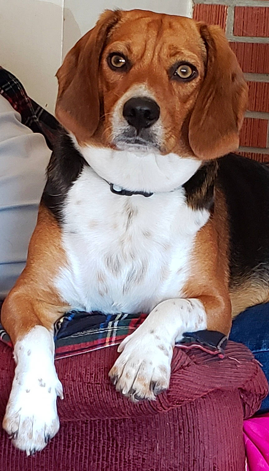 Molly is registered to the contest to win money with this photo: ancient_dog_breeds, beaglier, canidae, carnivore, collar, companion_dog, dog, dog_breed, dog_collar, fawn, finnish_hound, hound, hunting_dog, liver, scent_hound, snout, sporting_group, watch, working_animal, working_dog