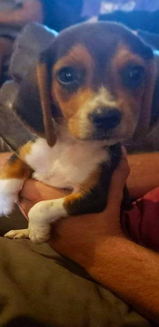 Molly is registered to the contest to win money with this photo: beaglier, carnivore, comfort, companion_dog, dog, dog_breed, fawn, fur, hound, paw, puggle, puppy_love, toy_dog, whiskers, working_animal, working_dog