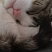 Sangria a rejoint le concours — aidez-le/la à gagner de superbes lots ! cat, sleeping, close_up, fur, whiskers, pink_nose, curled_up, cozy, relaxed, pet, animal, domestic, texture, fabric, resting, cute, soft, indoor, calm, peaceful