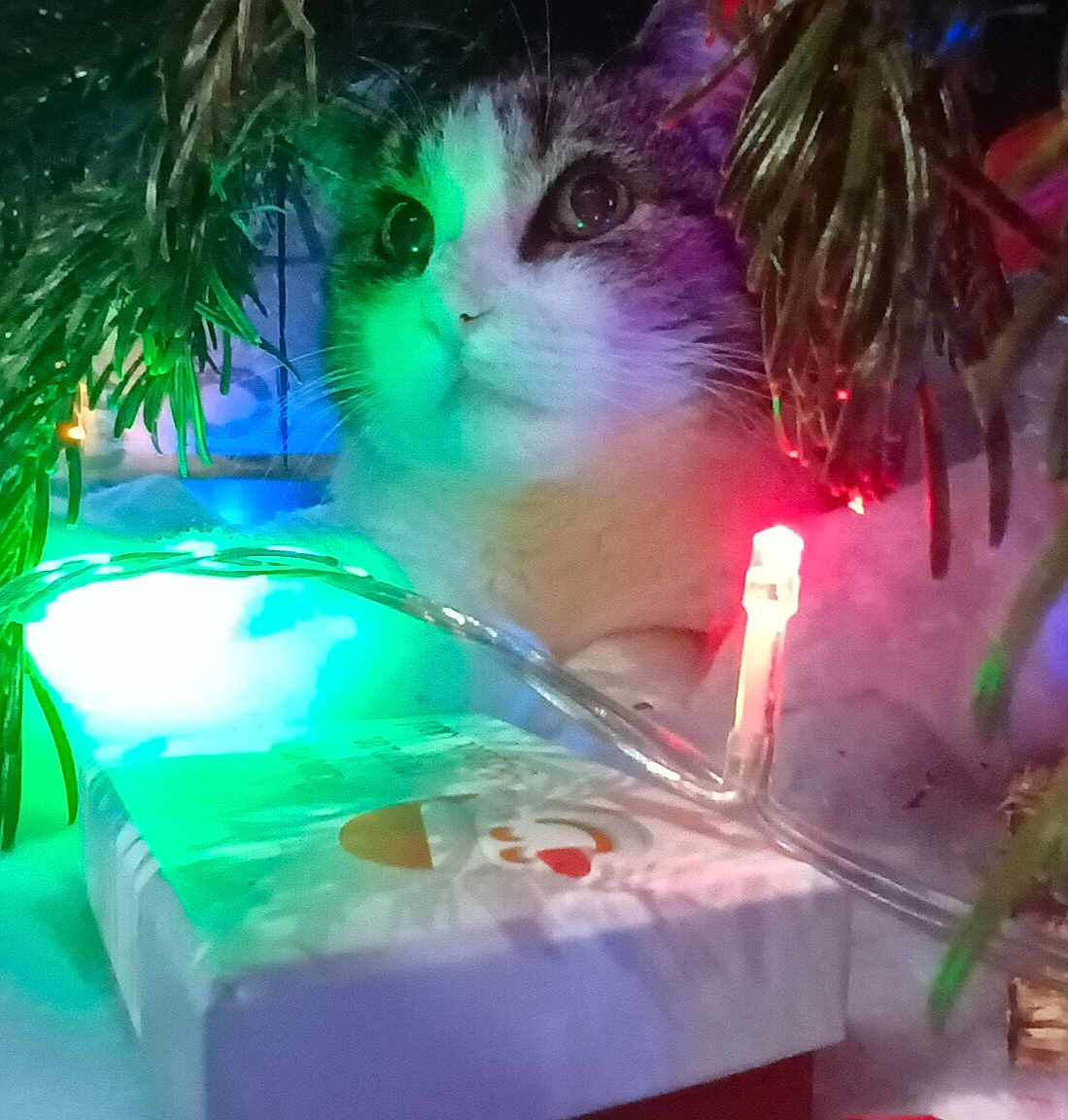 Sangria participe au concours pour gagner de l'argent avec cette photo : cat, christmas_tree, holiday_lights, gift_box, indoor, decorations, festive, curious, animal, whiskers, pine_needles, colorful_lights, close_up, pet, feline, celebration, winter, ornaments, cozy, cute