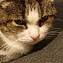 Sangria participe au concours pour gagner de l'argent avec cette photo : cat, tabby_cat, close_up, pet, animal, feline, whiskers, fur, face, ears, nose, indoor, couch, texture, resting, calm, domestic_animal, mammal, soft, cute