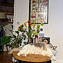 Riri participe au concours pour gagner de l'argent avec cette photo : books, cat, cozy, decor, domestic, flower_vase, flowers, fluffy, framed_puzzle, furniture, home, indoor, leafy_plant, living_room, pet, plant, relaxed, table, wooden_floor, wooden_table