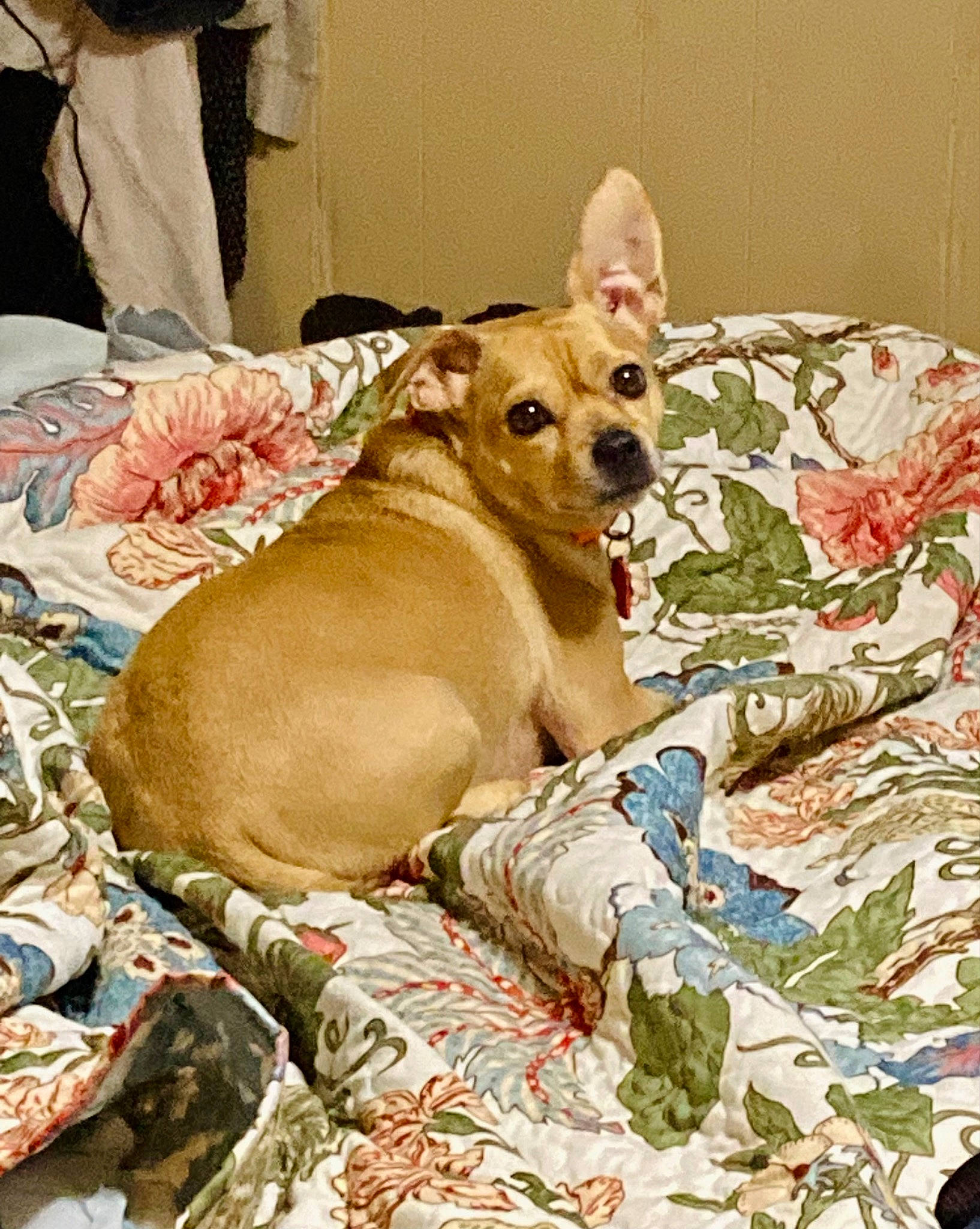 Lucky is registered to the contest to win money with this photo: art, canidae, carnivore, chihuahua, comfort, companion_dog, corgi_chihuahua, dog, dog_breed, dog_supply, fawn, liver, non_sporting_group, russkiy_toy, snout, sporting_group, toy, toy_dog, whiskers, working_animal