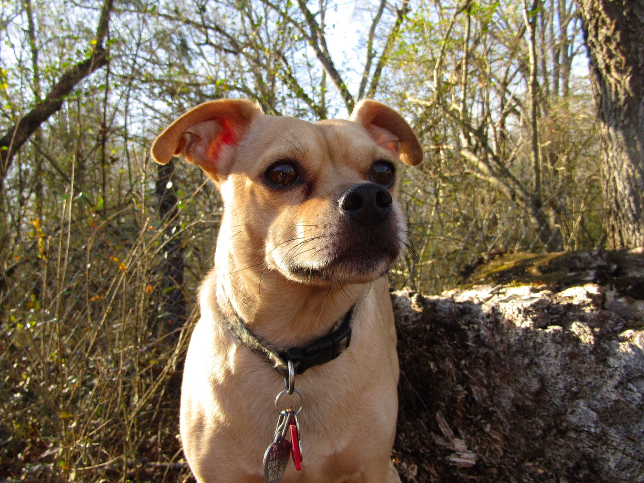 Lucky is registered to the contest to win money with this photo: canidae, carnivore, collar, companion_dog, dog, dog_breed, dog_collar, fawn, grass, leash, liver, pet_supply, plant, sky, snout, sporting_group, terrestrial_animal, tree, whiskers, working_animal