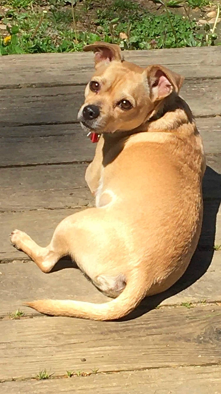 Lucky joined the competition — help win amazing prizes! ancient_dog_breeds, canidae, carnivore, collar, companion_dog, dog, dog_breed, dog_collar, fawn, liver, paw, pet_supply, plant, snout, sporting_group, tail, terrestrial_animal, whiskers, wood, working_animal