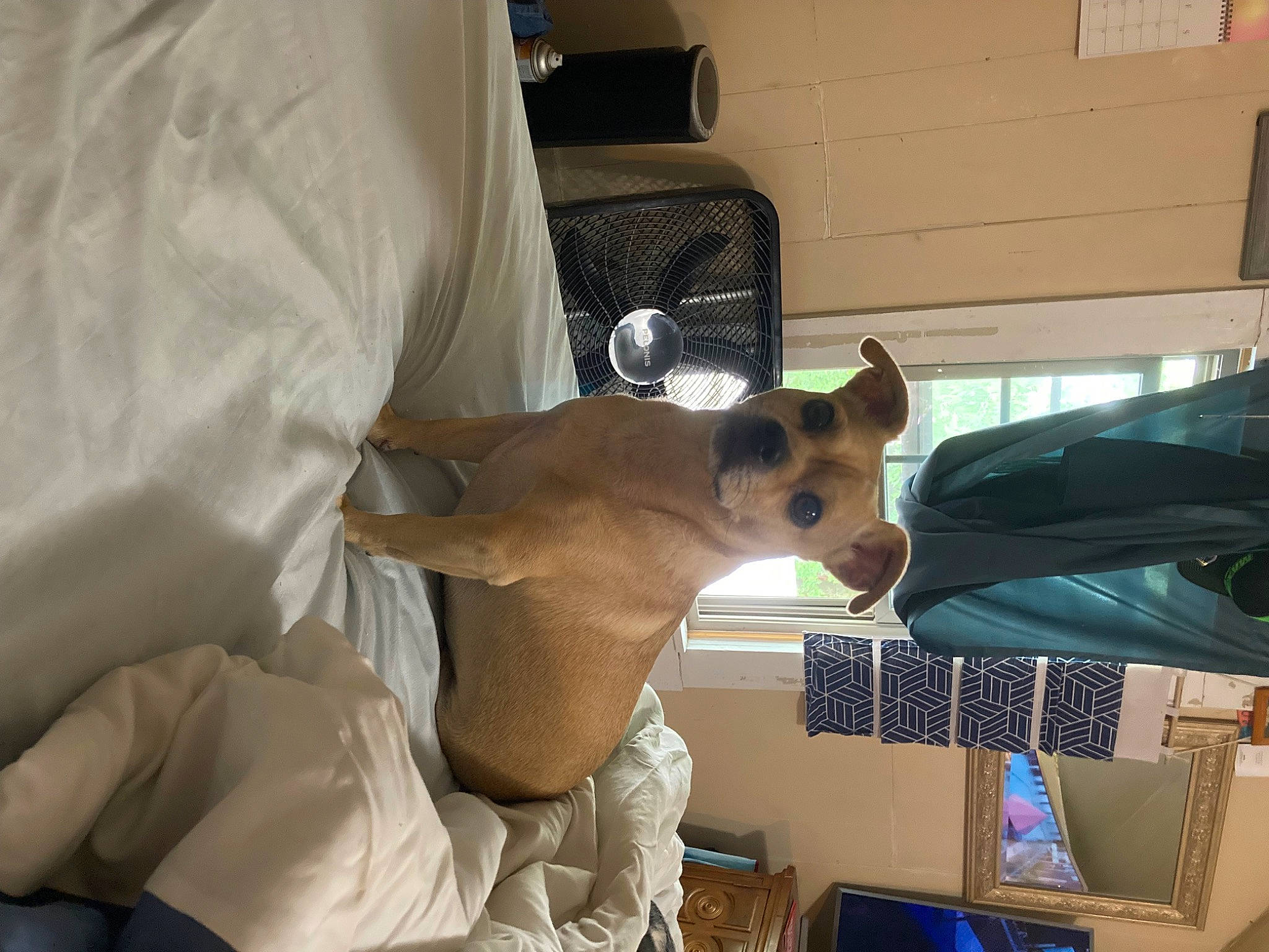 Lucky joined the competition — help win amazing prizes! bag, canidae, carnivore, comfort, companion_dog, dog, dog_breed, dog_supply, ear, elbow, eyewear, fawn, luggage_and_bags, non_sporting_group, snout, sporting_group, toy_dog, whiskers, working_animal