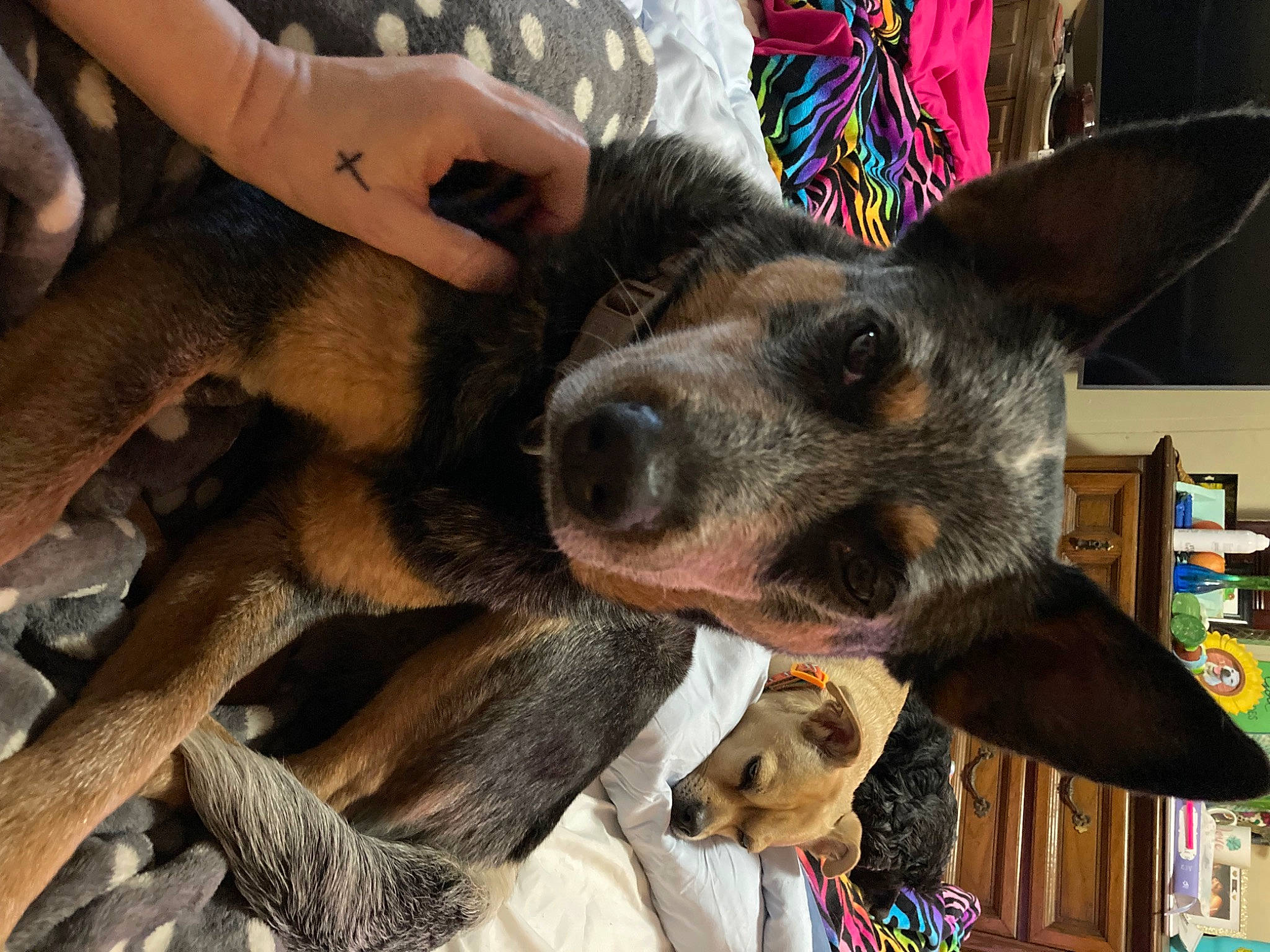 Dolly is registered to the contest to win money with this photo: canidae, carnivore, companion_dog, dog, dog_breed, ear, fawn, fur, nail, natural_material, party_hat, shelf, snout, sporting_group, working_animal