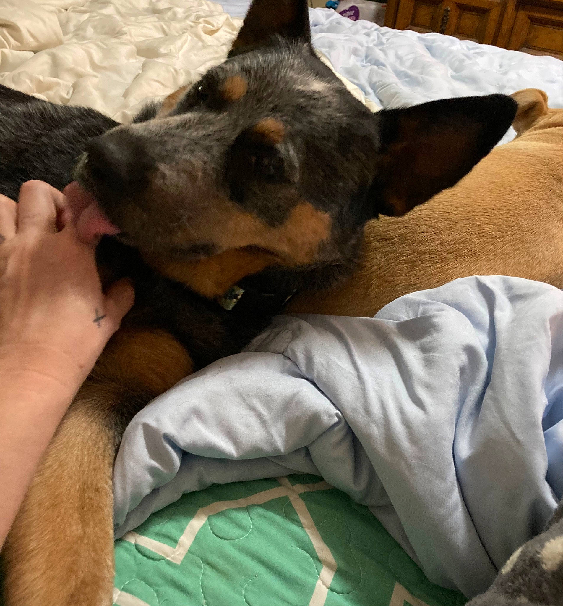 Dolly joined the competition — help win amazing prizes! canidae, carnivore, collar, comfort, companion_dog, dog, dog_breed, ear, fawn, fur, german_shepherd_dog, gesture, guard_dog, nap, paw, snout, sporting_group, whiskers, working_animal, working_dog