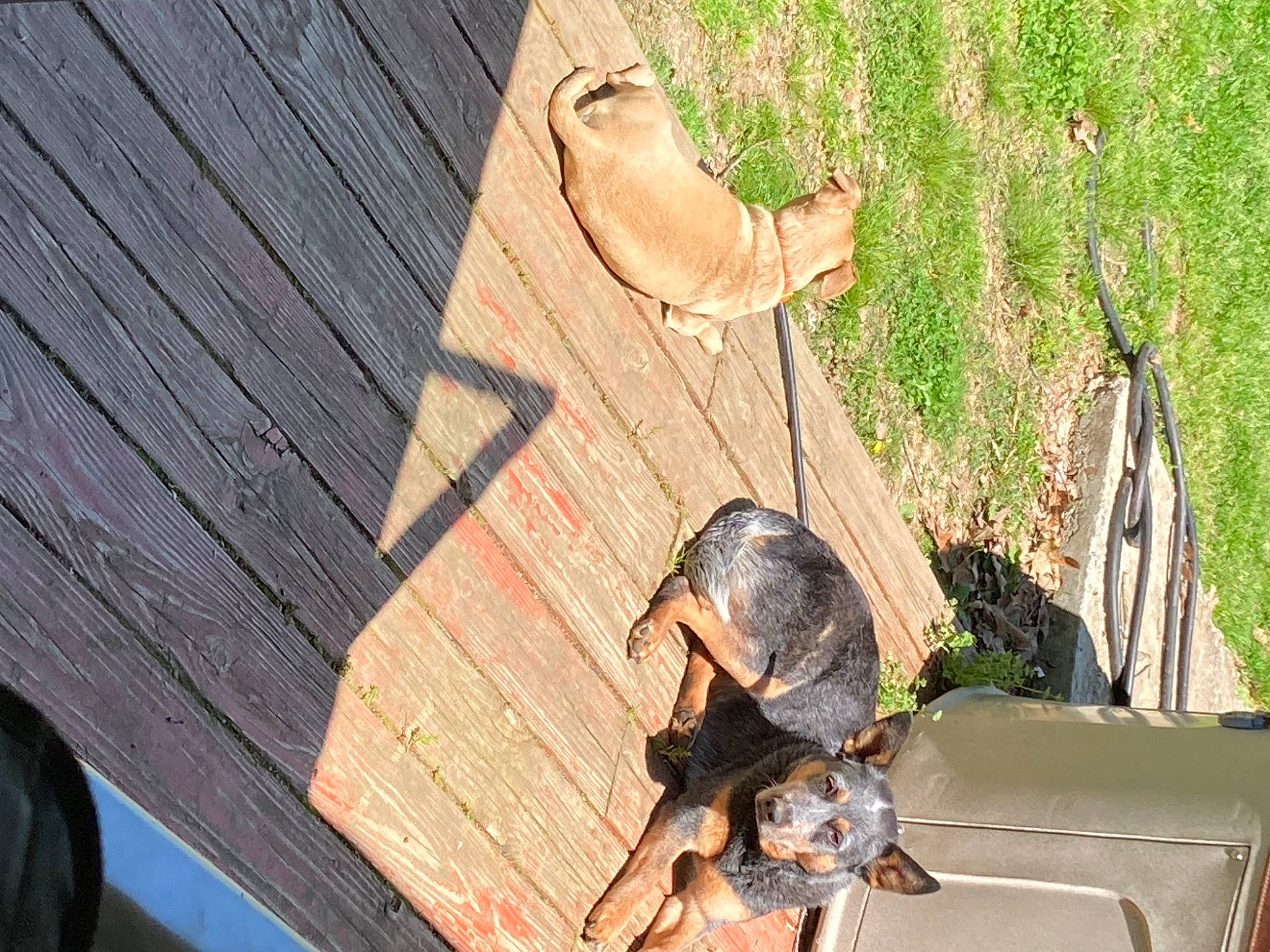 Dolly is registered to the contest to win money with this photo: automotive_tire, flooring, grass, hardwood, human_leg, landscape, leisure, lumber, pattern, plank, plant, plywood, soil, trunk, wood, wood_stain, yard