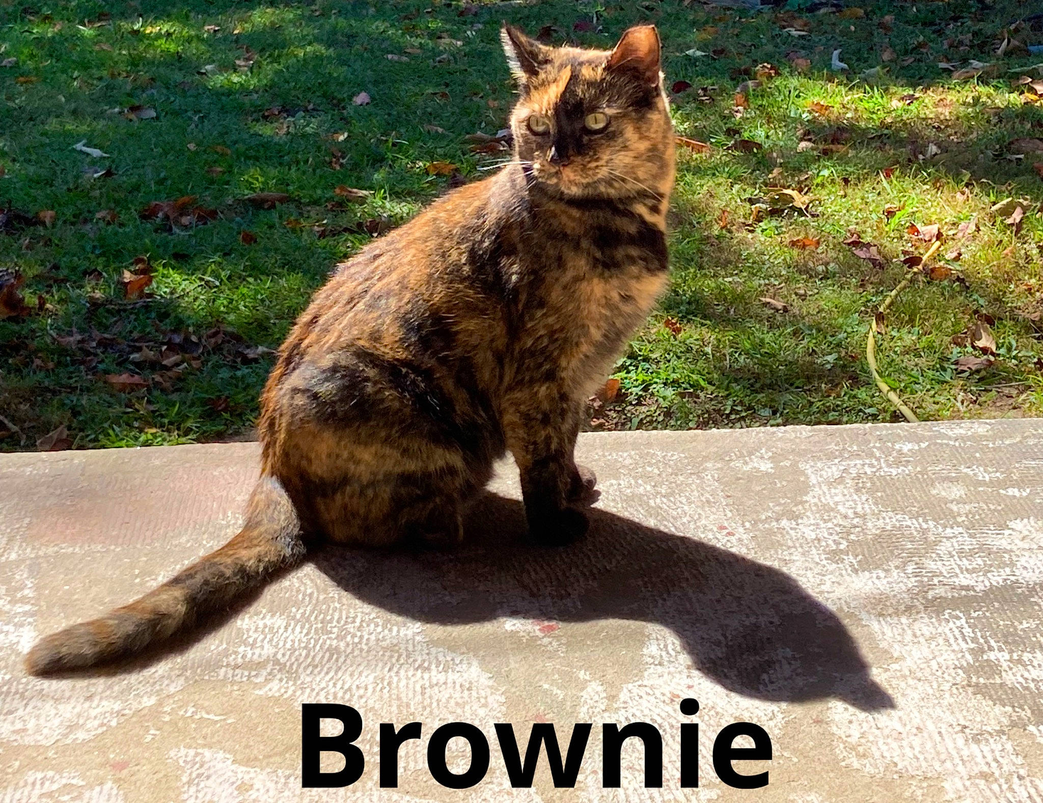 Brownie is registered to the contest to win money with this photo: asphalt, carnivore, cat, claw, domestic_short_haired_cat, felidae, fur, grass, lynx, paw, photo_caption, plant, road_surface, small_to_medium_sized_cats, snout, soil, tail, terrestrial_animal, vertebrate, whiskers