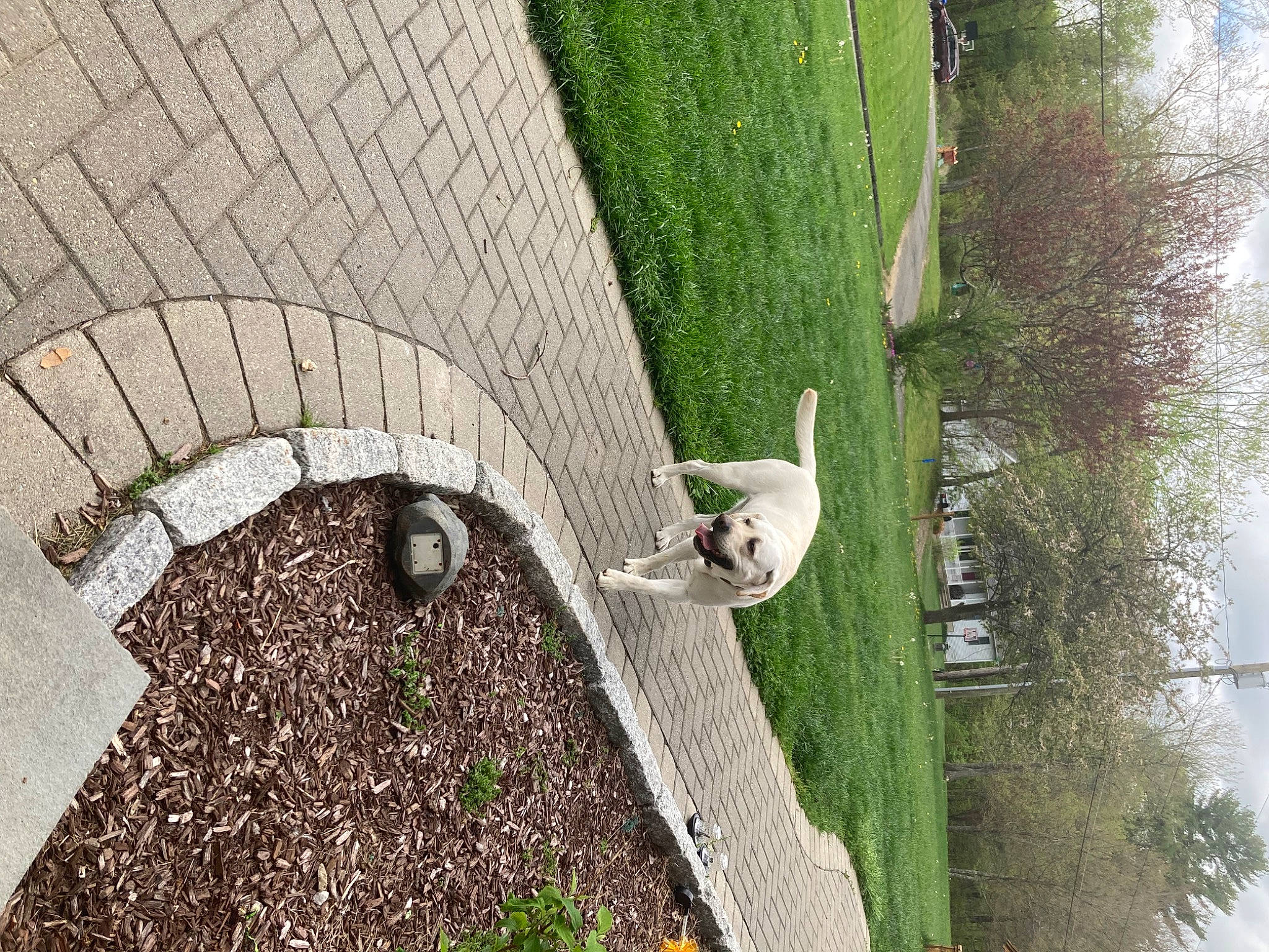 Comet joined the competition — help win amazing prizes! beak, concrete, grass, grass_family, groundcover, house, landscape, leaf, nature, plant, shrub, sky, slope, tail, tree, trunk, vegetation, vertebrate, wood, woody_plant