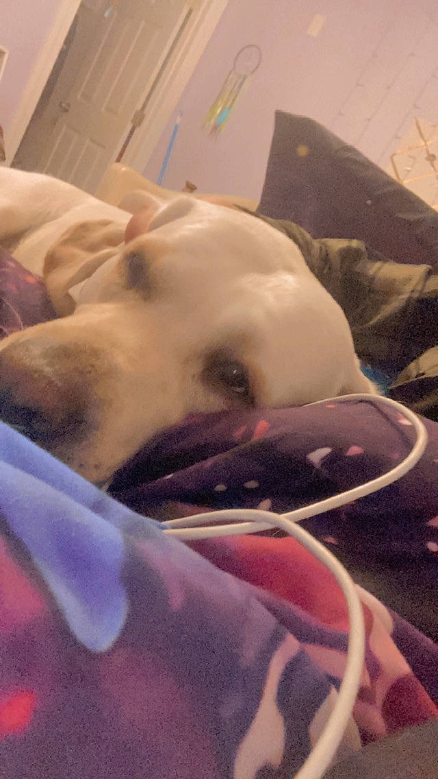 Comet is registered to the contest to win money with this photo: barechested, carmine, carnivore, chest, comfort, companion_dog, dog, dog_breed, eye, fawn, fur, guard_dog, jaw, linens, paw, selfie, snout, toy_dog, whiskers, wrinkle