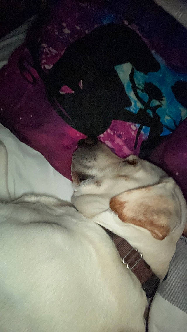 Comet is registered to the contest to win money with this photo: abdomen, canidae, carnivore, cloud, comfort, companion_dog, dog, dog_breed, fawn, felidae, fur, grey, linens, magenta, pink, purple, small_to_medium_sized_cats, sporting_group, tail, whiskers