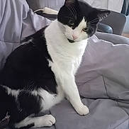 Gribouile a rejoint le concours — aidez-le/la à gagner de superbes lots ! cat, tuxedo_cat, black_and_white, pet, animal, feline, whiskers, ears, eyes, sitting, portrait, indoor, bed, bedding, blanket, bedroom, home, toy, green_object, photography