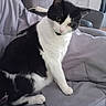 cat, tuxedo_cat, black_and_white, pet, animal, feline, whiskers, ears, eyes, sitting, portrait, indoor, bed, bedding, blanket, bedroom, home, toy, green_object, photography