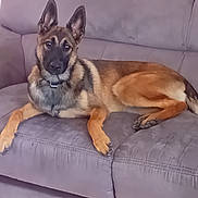 Nala participe au concours pour gagner de l'argent avec cette photo : dog, german_shepherd, canine, pet, animal, lying_down, sitting, sofa, couch, indoors, home, portrait, ears, brown_fur, black_mask, long_legs, collar, relaxed, alert, photography