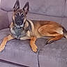 dog, german_shepherd, canine, pet, animal, lying_down, sitting, sofa, couch, indoors, home, portrait, ears, brown_fur, black_mask, long_legs, collar, relaxed, alert, photography