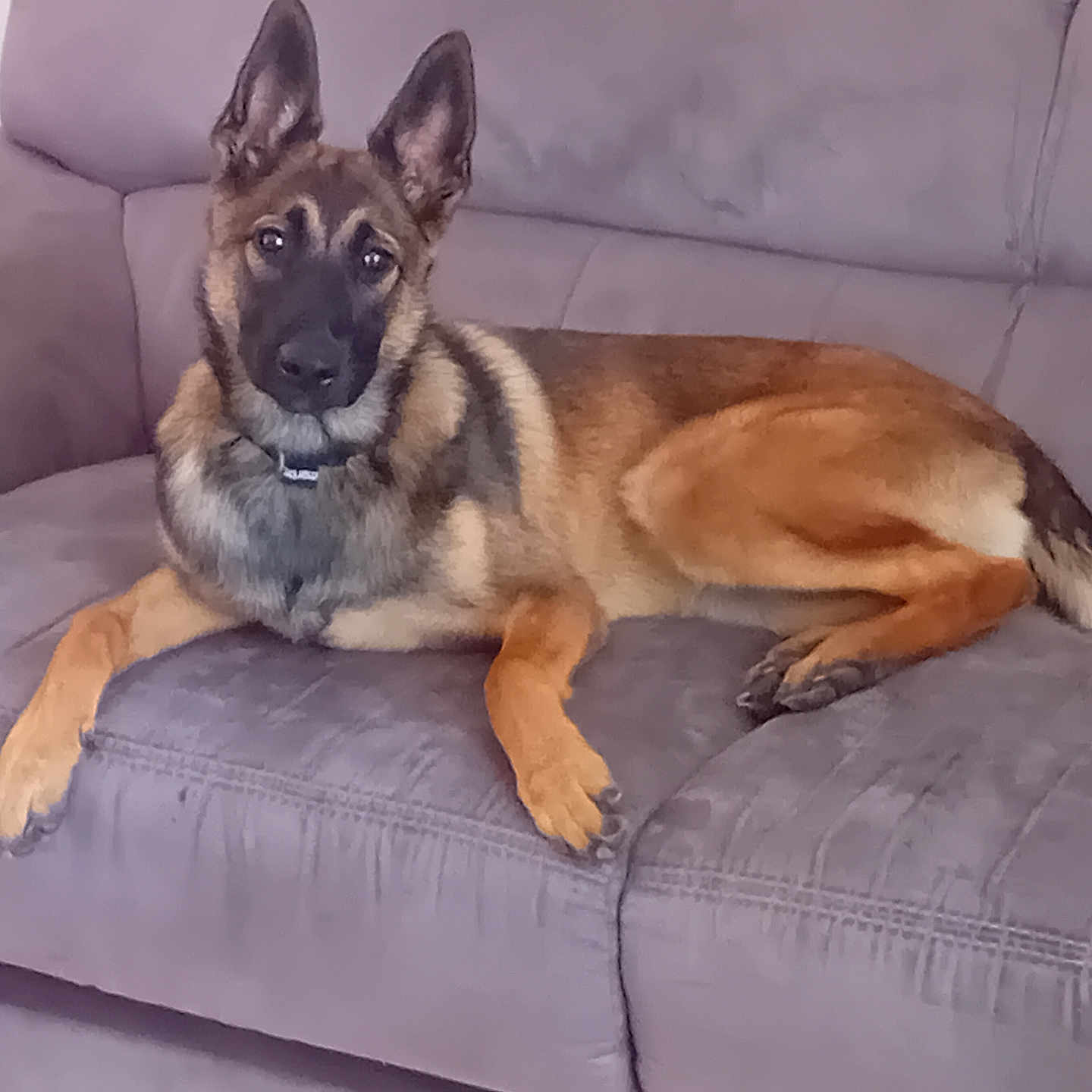 Nala