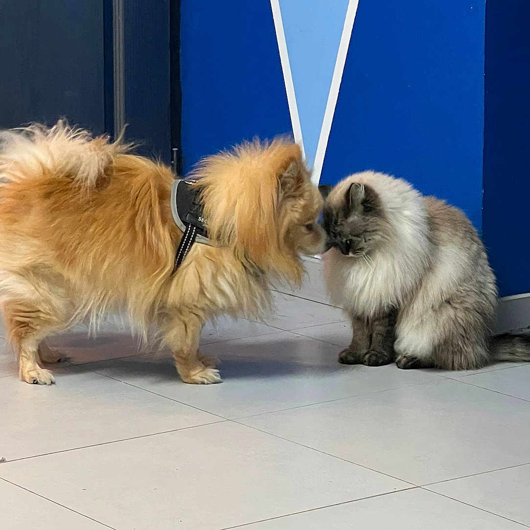 Iris Et Gypse participe au concours pour gagner de l'argent avec cette photo : dog, cat, fluffy, indoor, floor, blue_wall, pet, animal, nose_to_nose, fur, cute, friendship, small_dog, long_hair, sitting, standing, domestic_animal, tile_floor, companions, curious