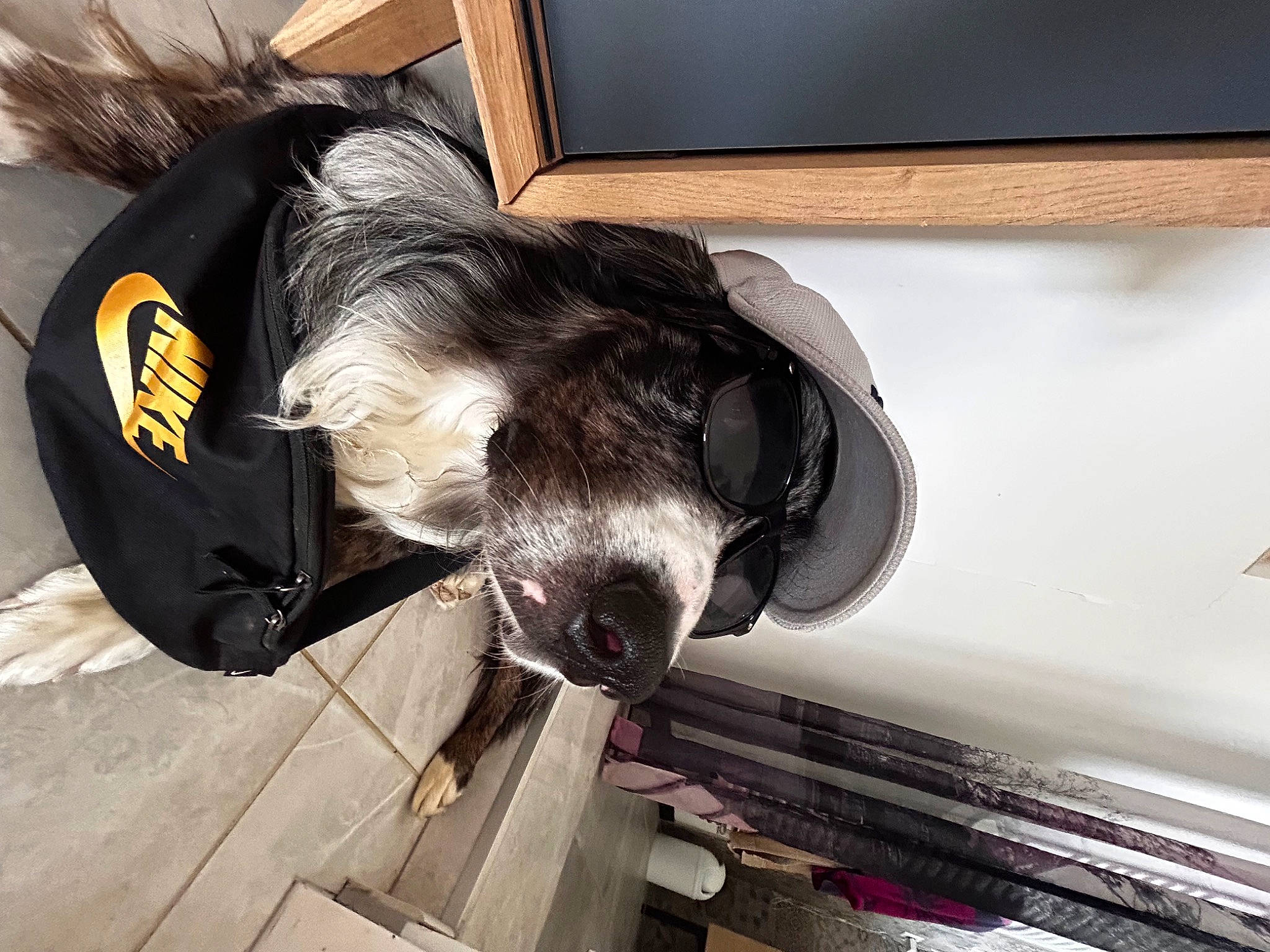 Snow a rejoint le concours — aidez-le/la à gagner de superbes lots ! auto_part, automotive_exterior, bumper, canidae, carnivore, comfort, companion_dog, dog, dog_breed, fawn, flooring, fur, hood, liver, snout, sporting_group, vehicle_door, whiskers, wood, working_animal